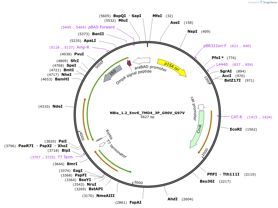 207847-plasmid-map-sequence-id-415397