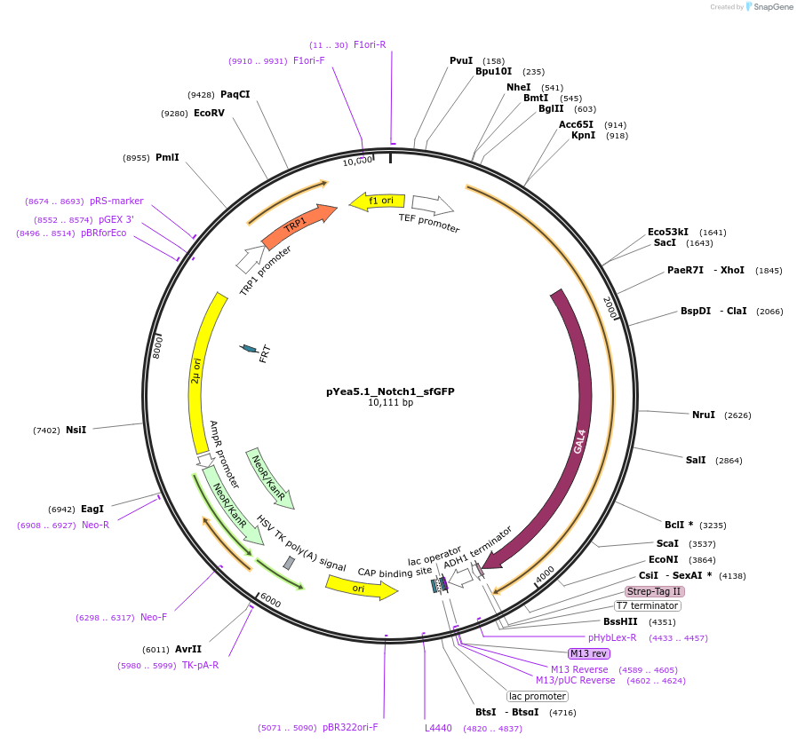 207801-plasmid-map-sequence-id-415399