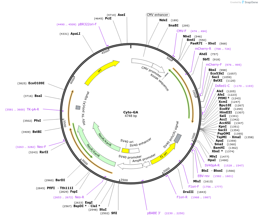 209859-plasmid-map-sequence-id-415400