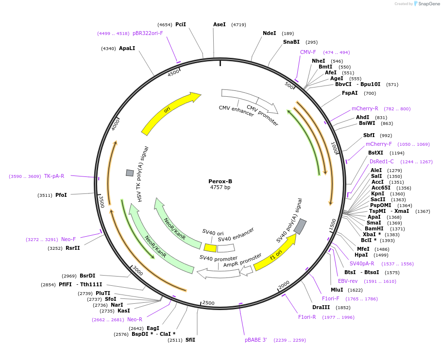 209867-plasmid-map-sequence-id-415401