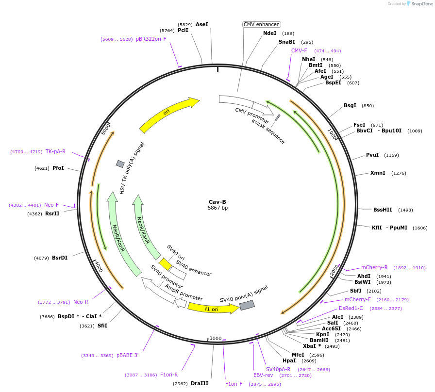 209879-plasmid-map-sequence-id-415404