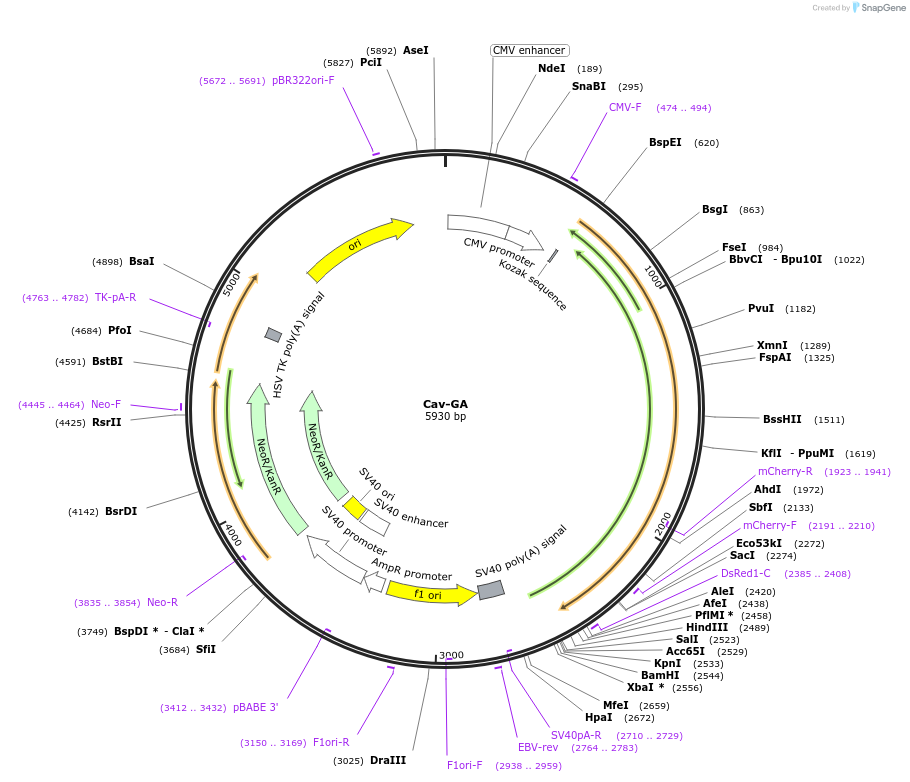 209880-plasmid-map-sequence-id-415406