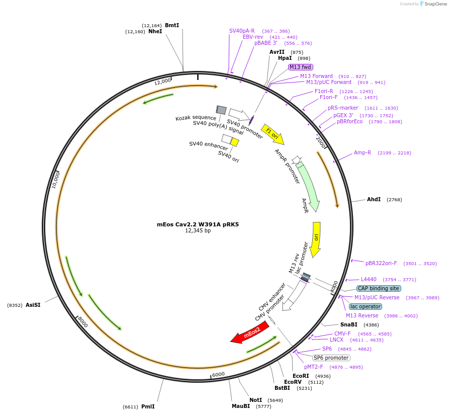 206090-plasmid-map-sequence-id-415438