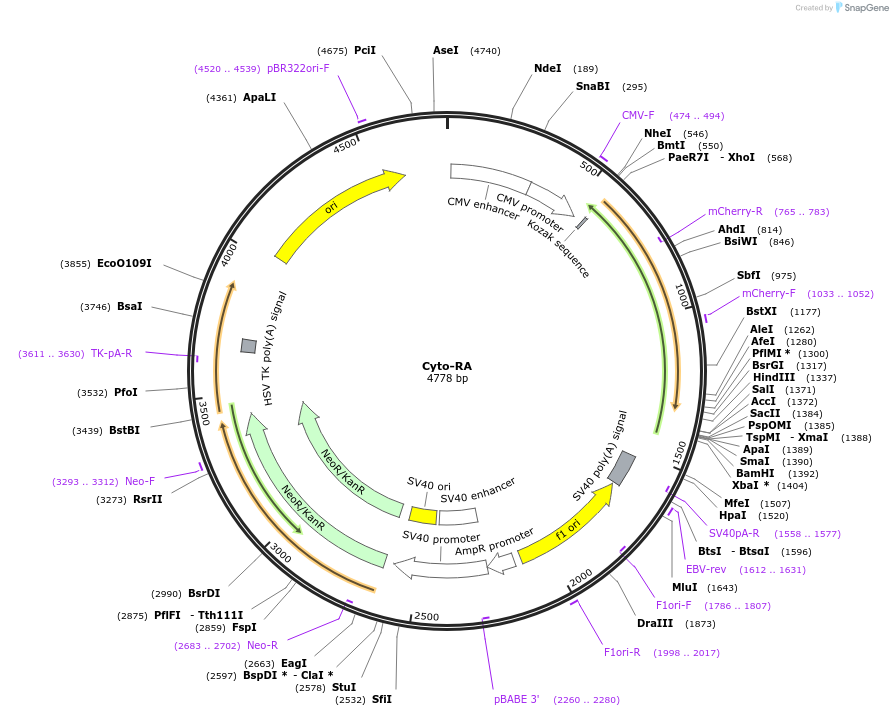 209860-plasmid-map-sequence-id-415454