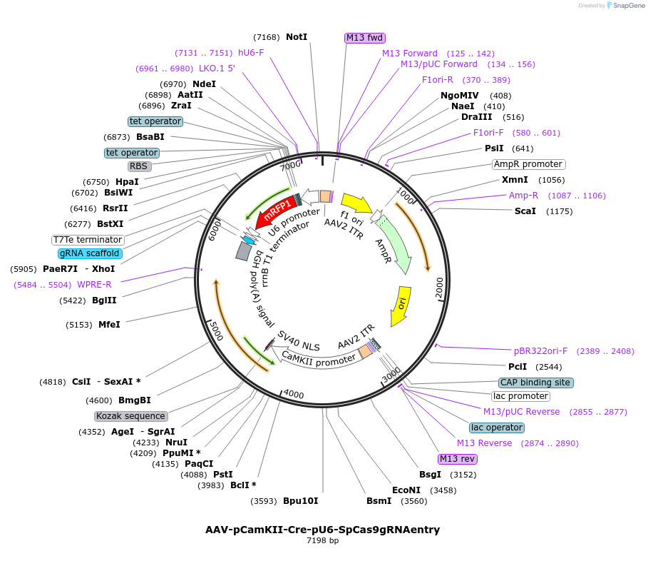 210391-plasmid-map-sequence-id-415458