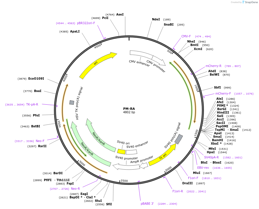 209878-plasmid-map-sequence-id-415463