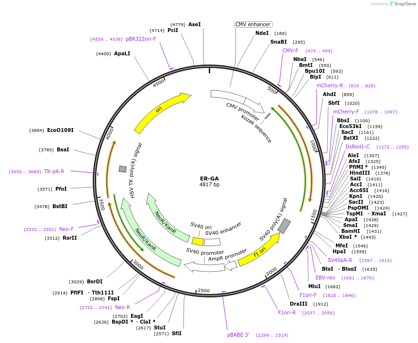 209871-plasmid-map-sequence-id-415464
