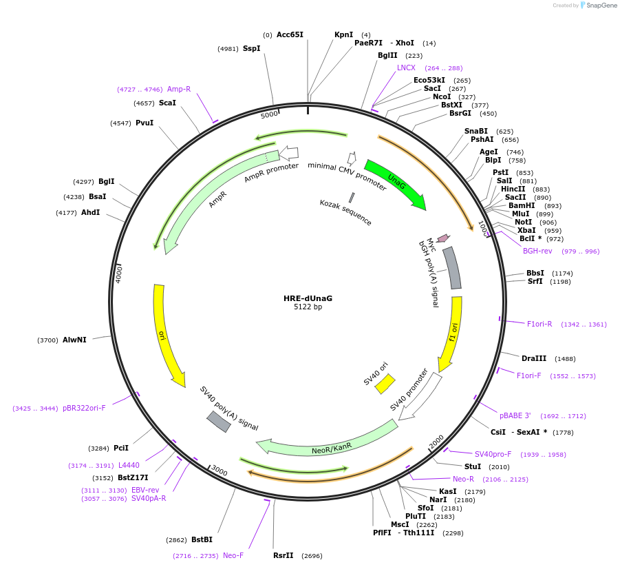 201711-plasmid-map-sequence-id-415465