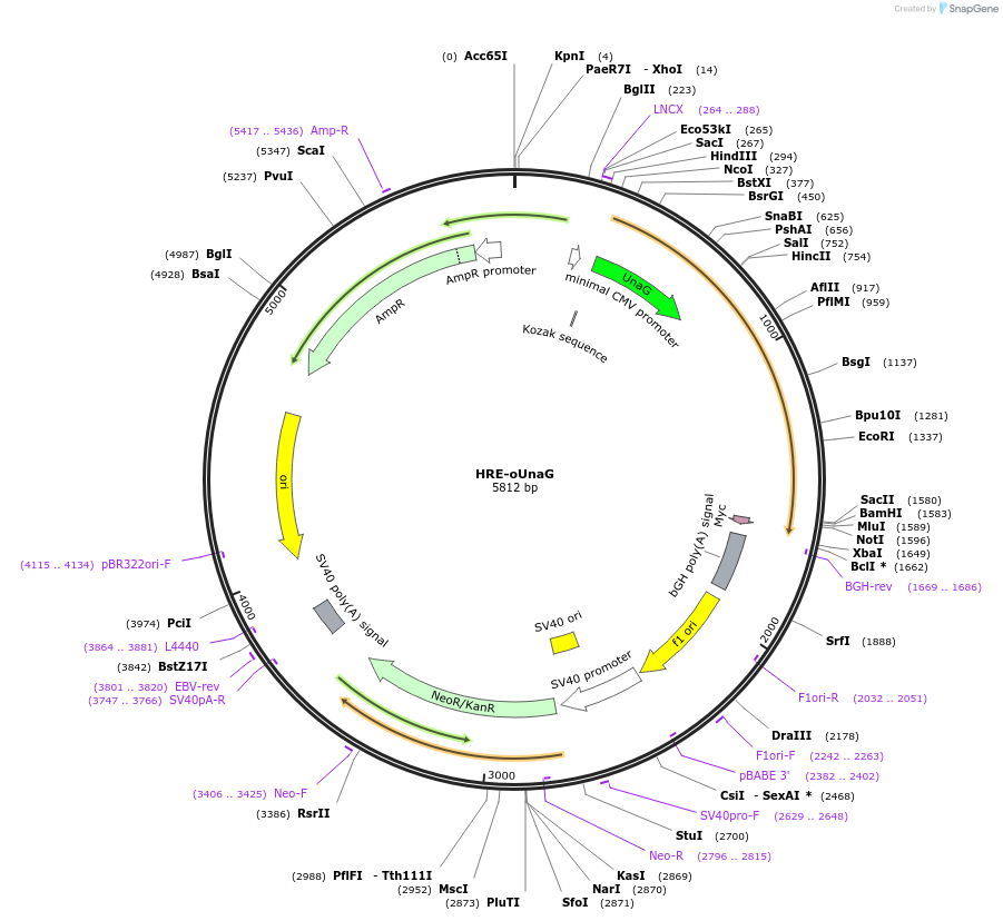 201712-plasmid-map-sequence-id-415470