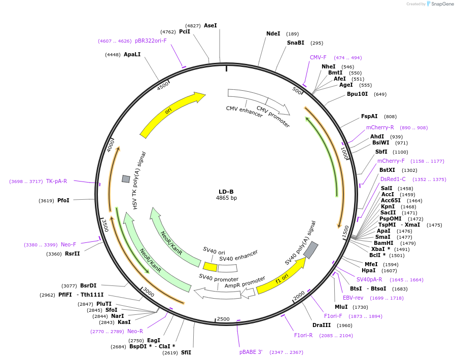 209861-plasmid-map-sequence-id-415472