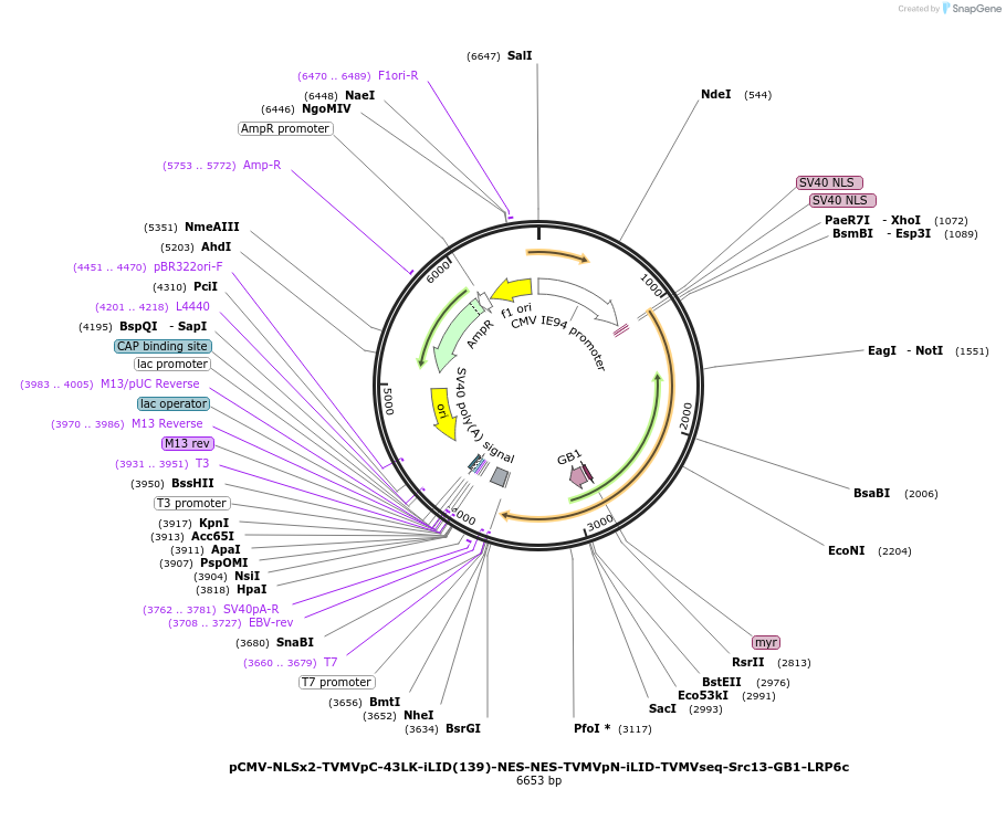 210508-plasmid-map-sequence-id-415564