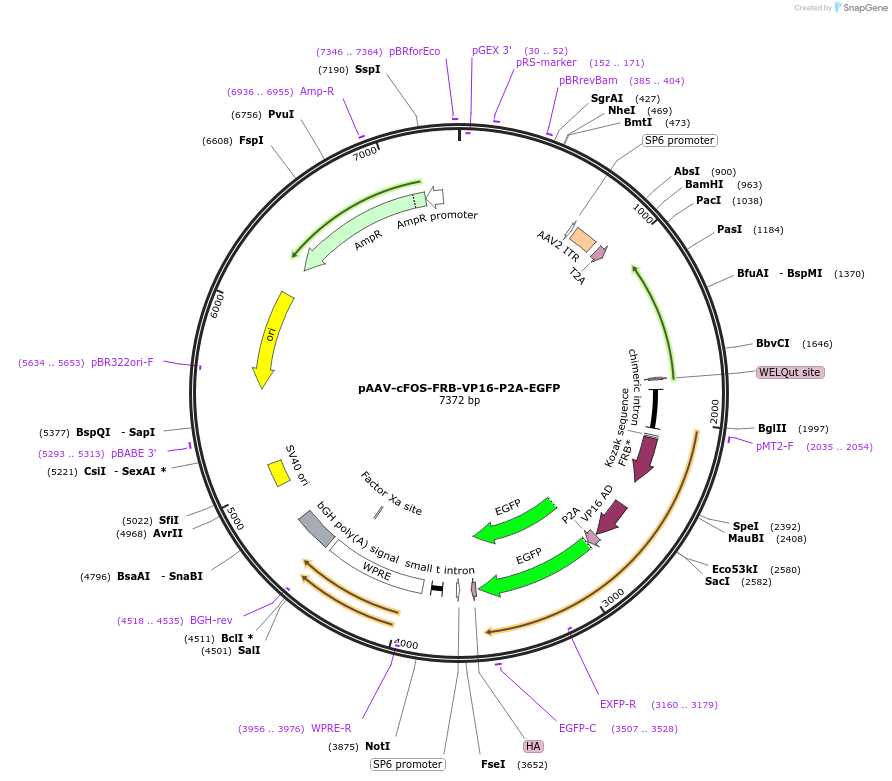 210510-plasmid-map-sequence-id-415565
