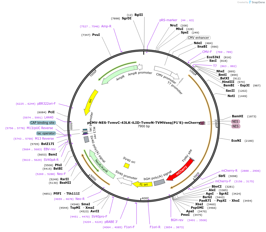 210504-plasmid-map-sequence-id-415566