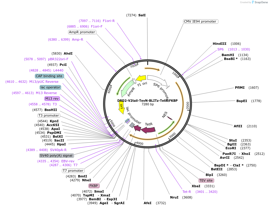 210514-plasmid-map-sequence-id-415568