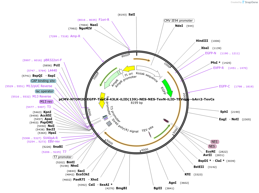 210516-plasmid-map-sequence-id-415570
