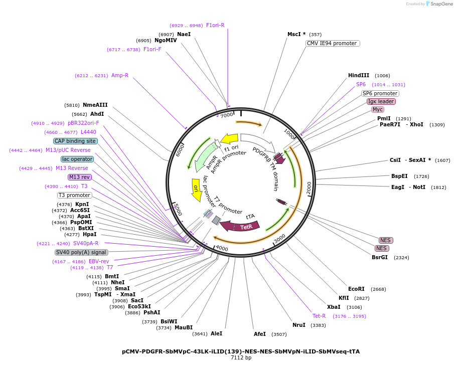 210503-plasmid-map-sequence-id-415571