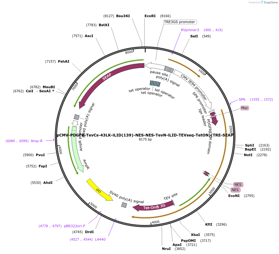 210513-plasmid-map-sequence-id-415575