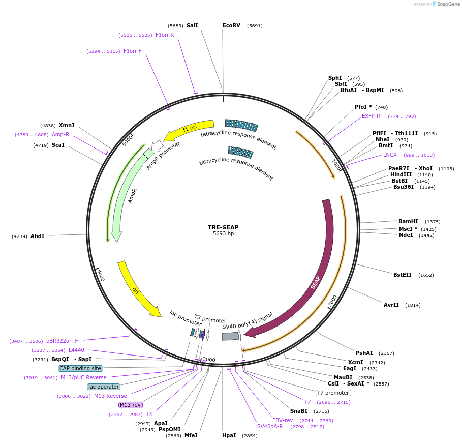 210511-plasmid-map-sequence-id-415576