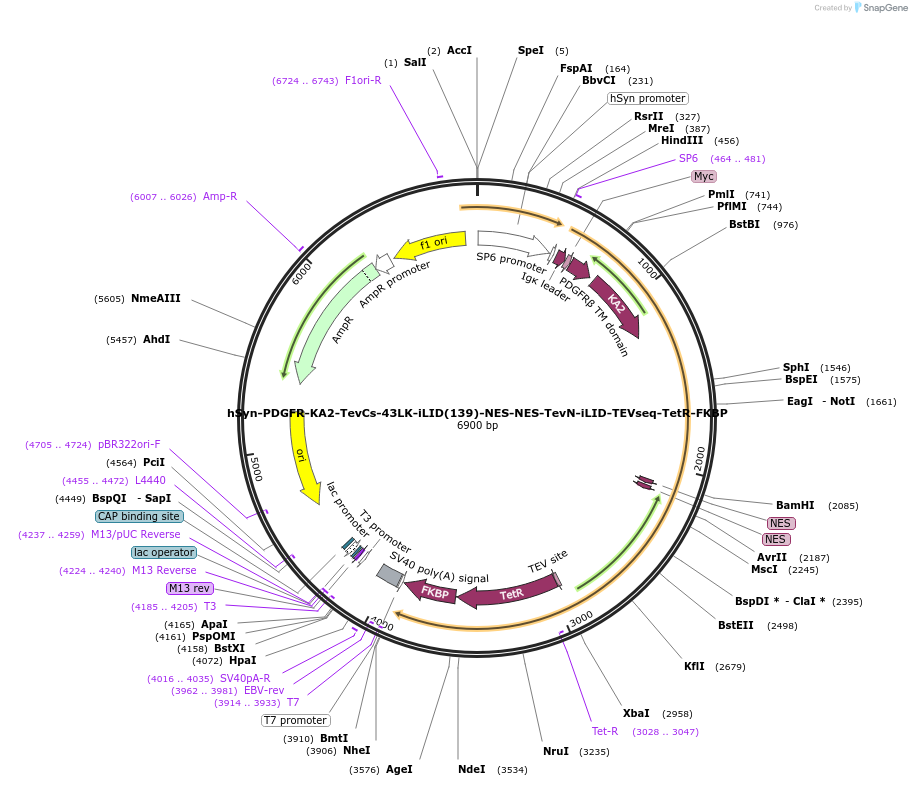 210509-plasmid-map-sequence-id-415577