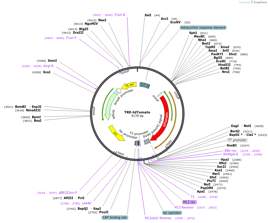 210512-plasmid-map-sequence-id-415578