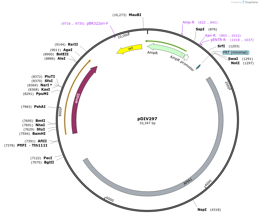 204820-plasmid-map-sequence-id-415594