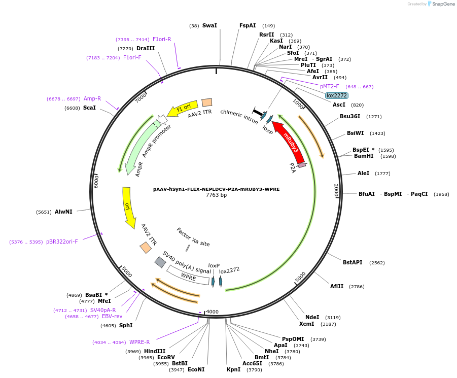 207664-plasmid-map-sequence-id-415596