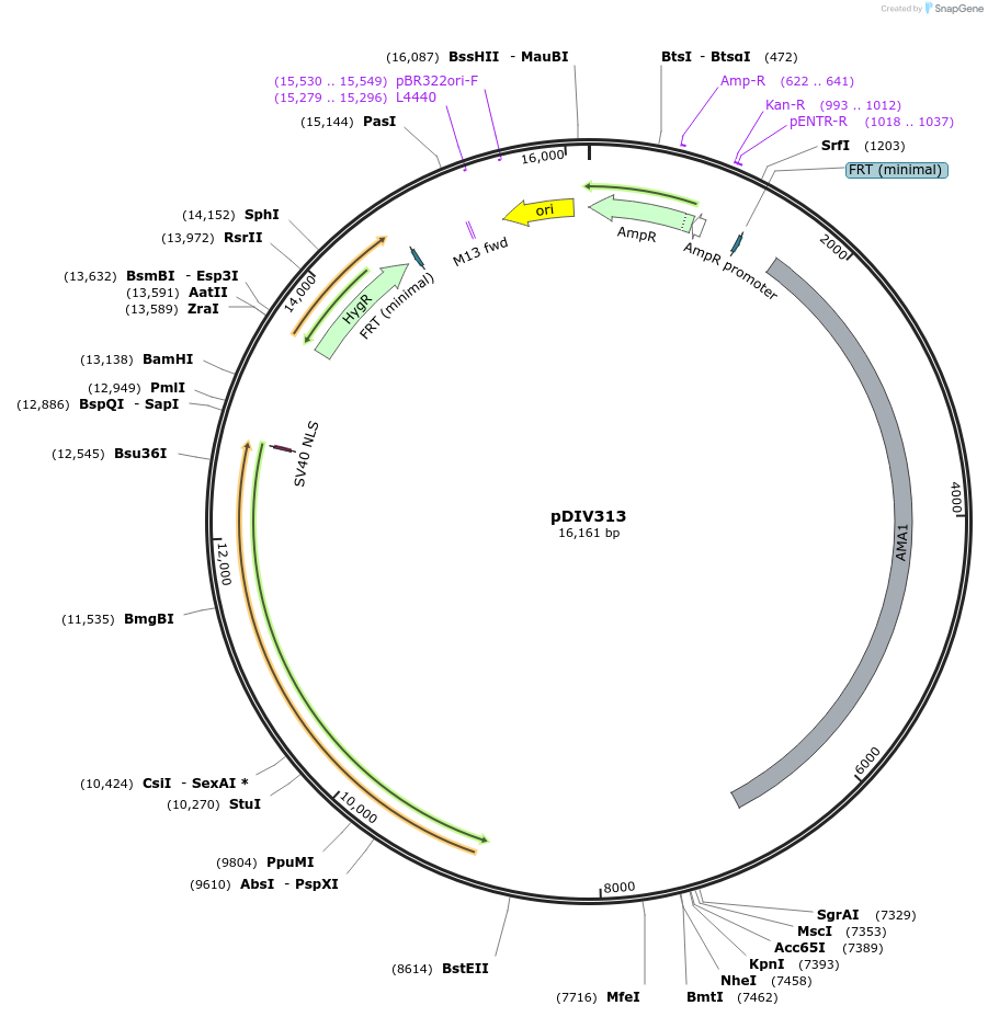 204956-plasmid-map-sequence-id-415598