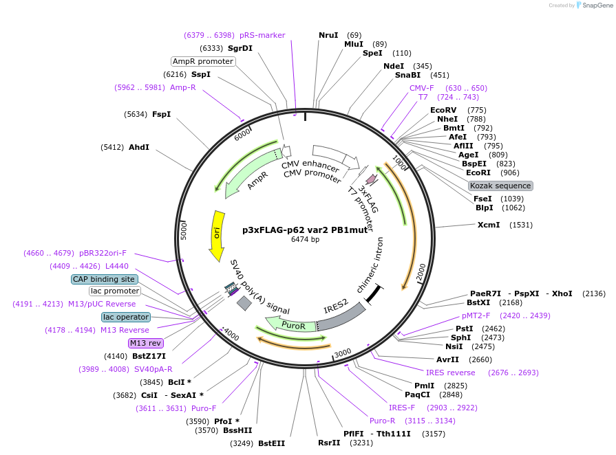 204578-plasmid-map-sequence-id-415624