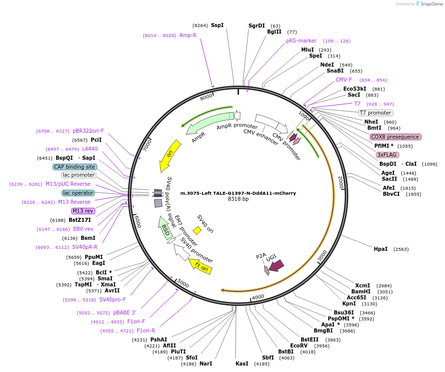 211337-plasmid-map-sequence-id-415646