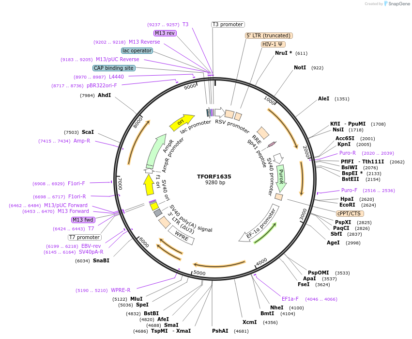 141855-plasmid-map-sequence-id-415650