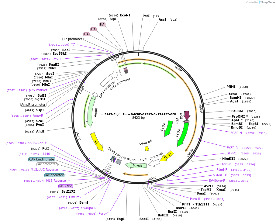 211344-plasmid-map-sequence-id-415651