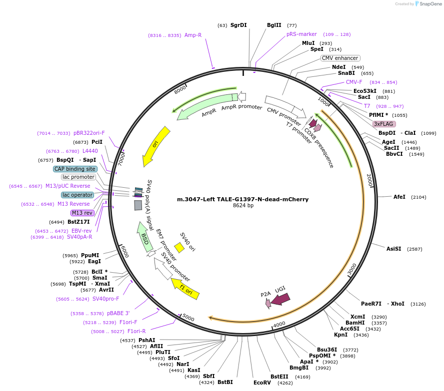 211339-plasmid-map-sequence-id-415656