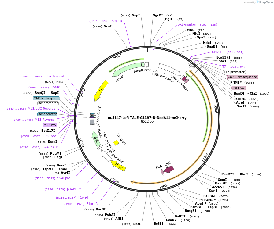 211338-plasmid-map-sequence-id-415660