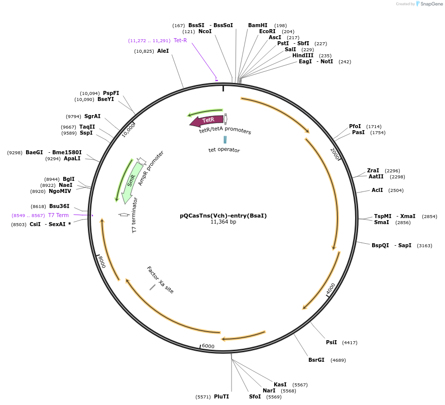 190273-plasmid-map-sequence-id-415665