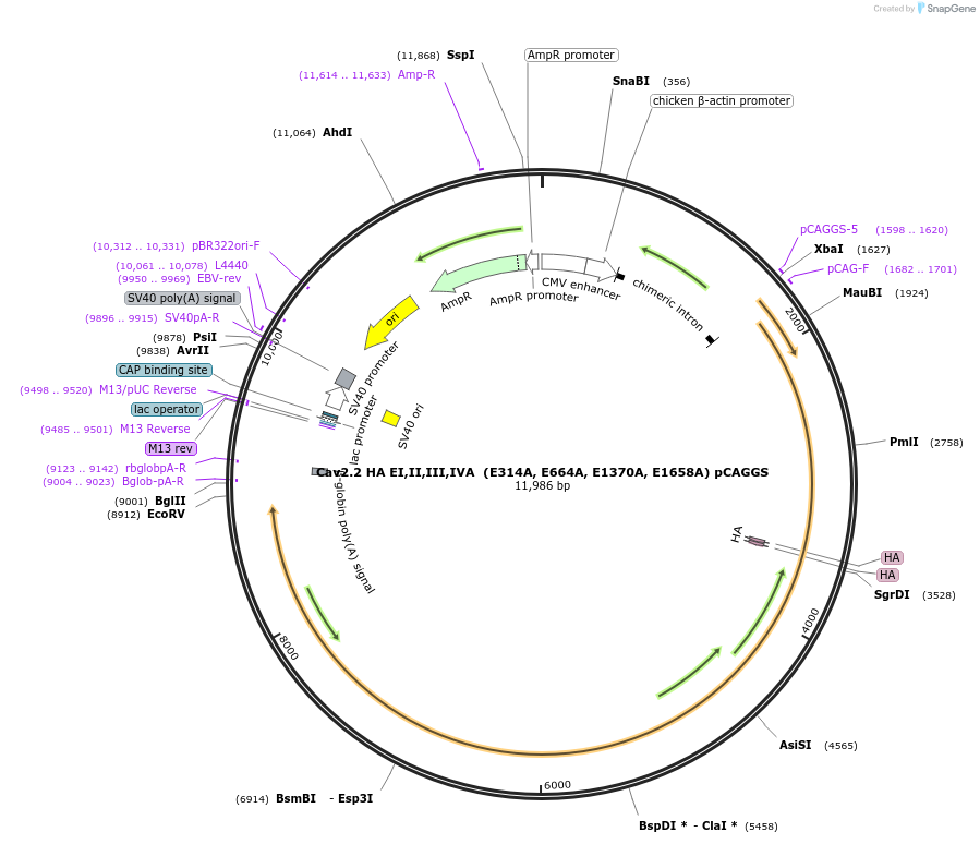 206098-plasmid-map-sequence-id-415670