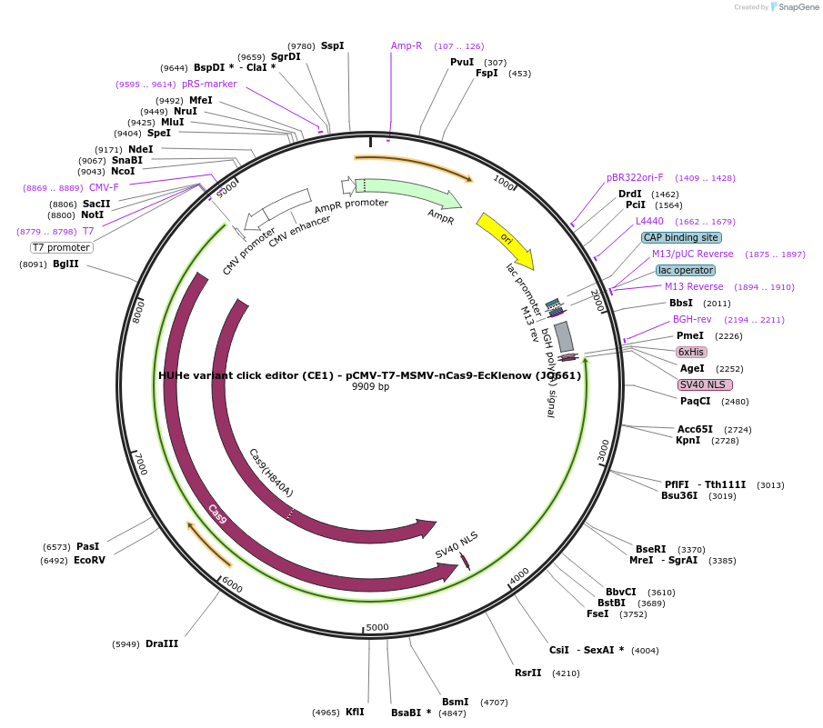 208947-plasmid-map-sequence-id-415686