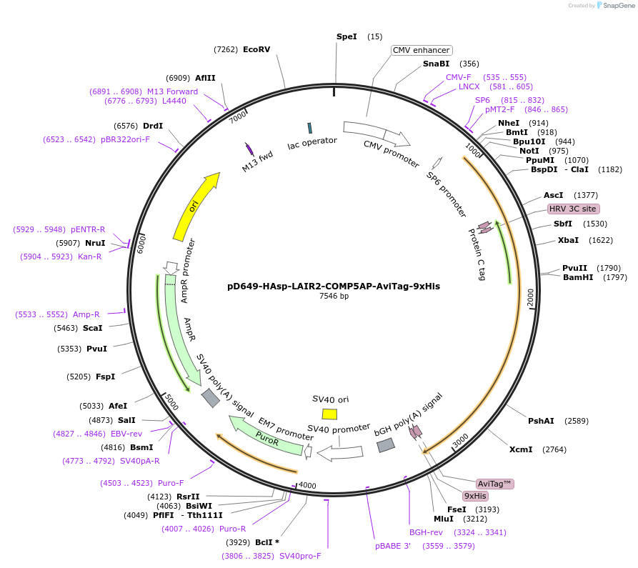 157085-plasmid-map-sequence-id-415704