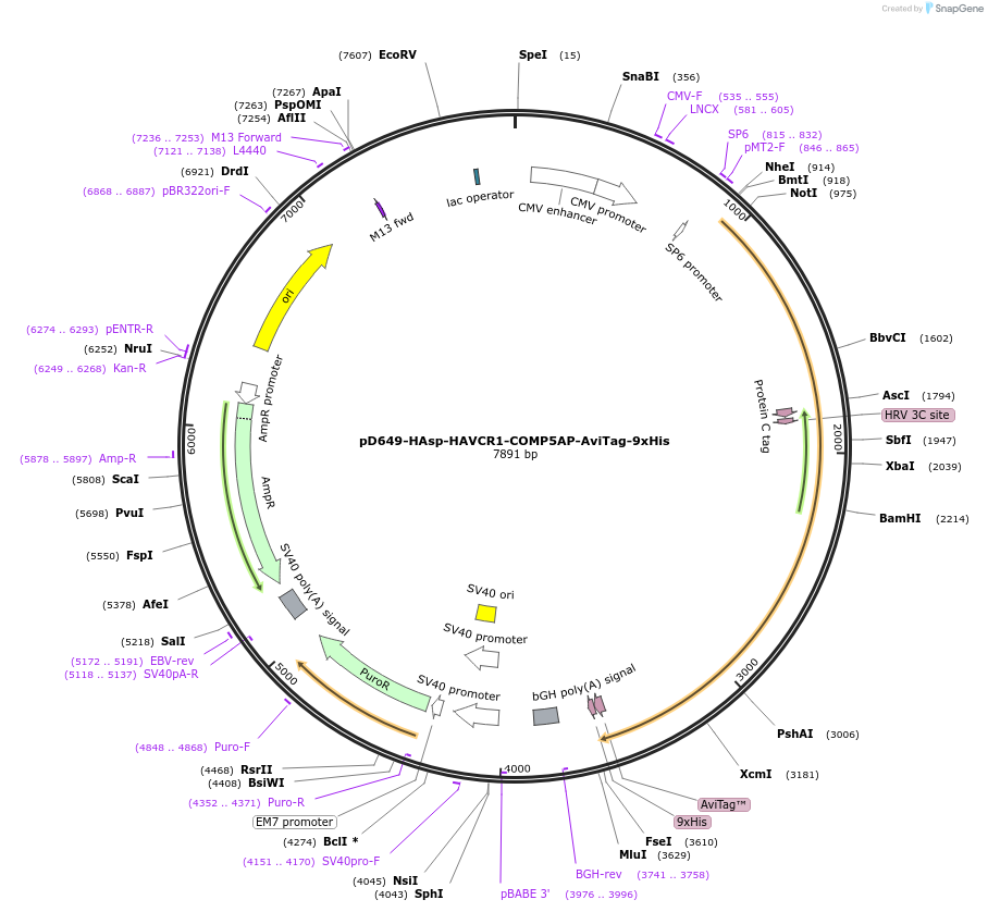 157276-plasmid-map-sequence-id-415705