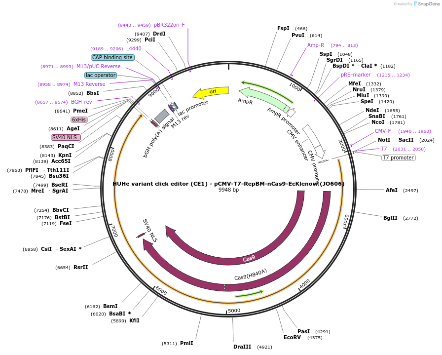 208949-plasmid-map-sequence-id-415738