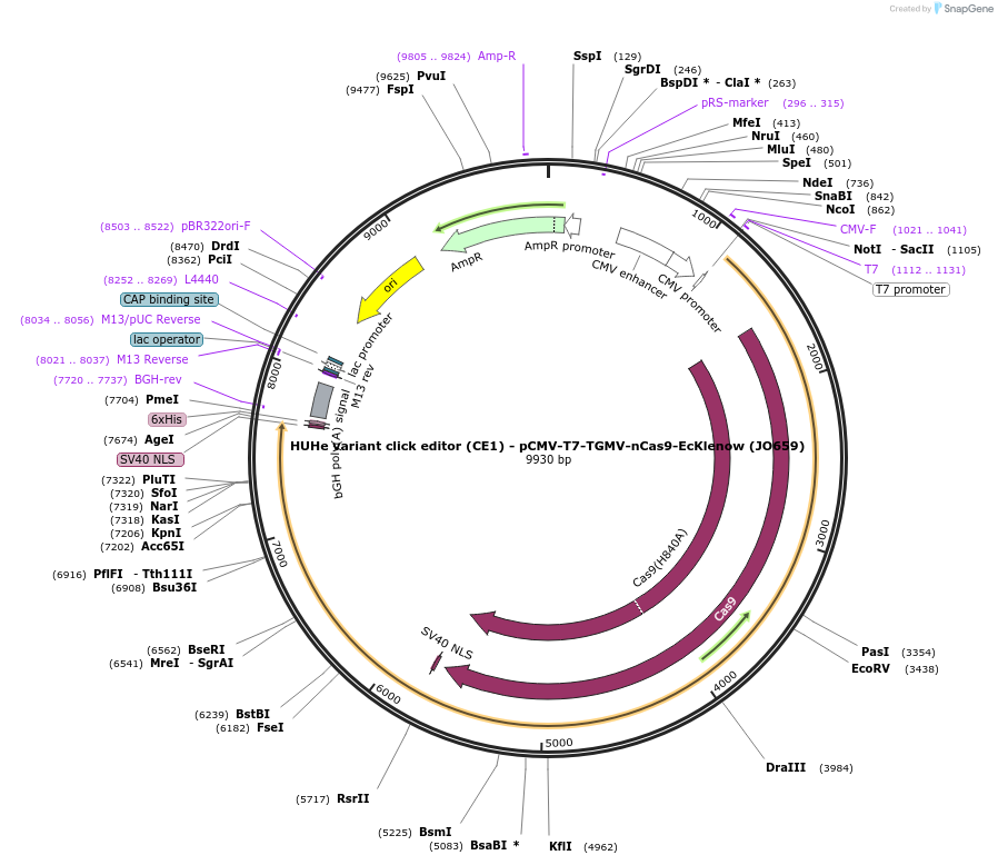 208951-plasmid-map-sequence-id-415740