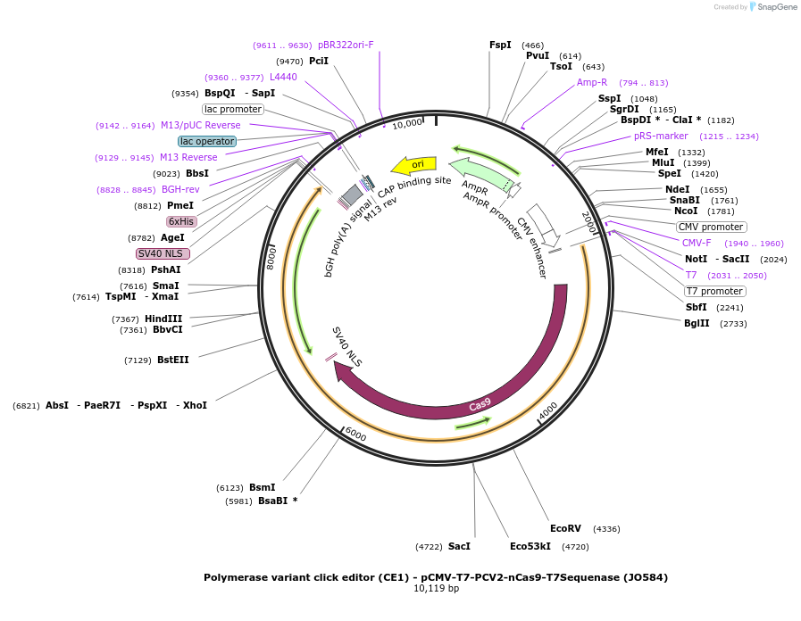 208955-plasmid-map-sequence-id-415744
