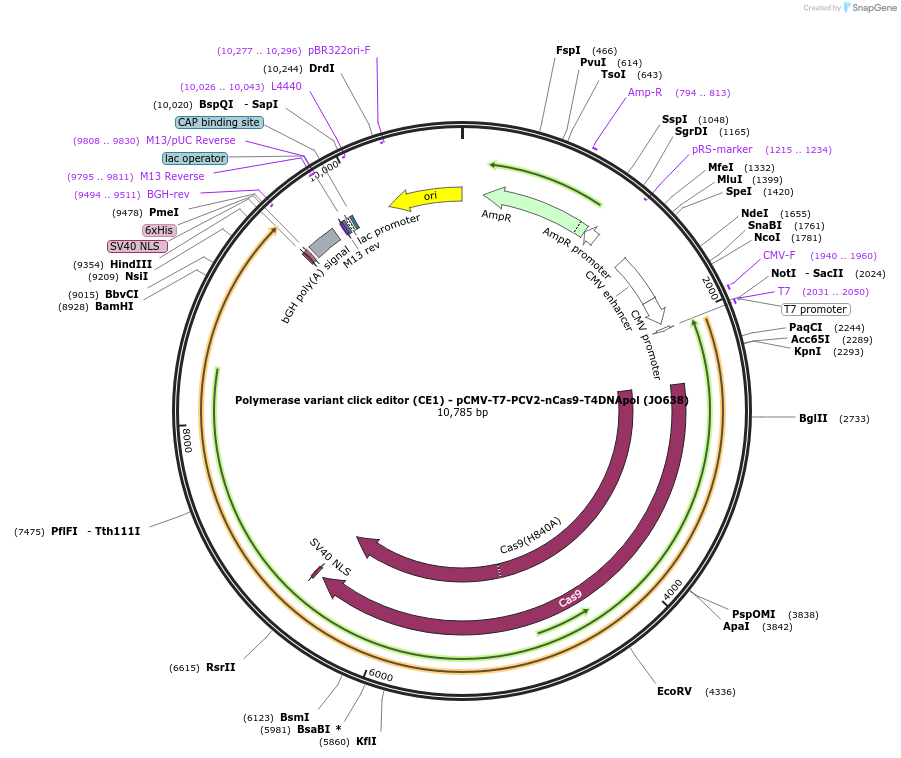 208956-plasmid-map-sequence-id-415745