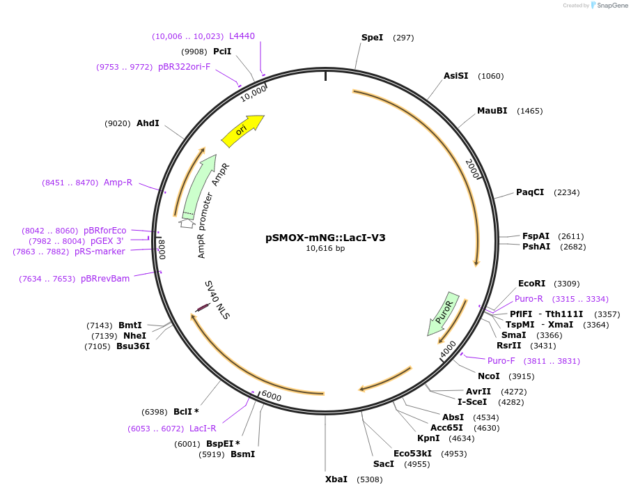 210224-plasmid-map-sequence-id-415797