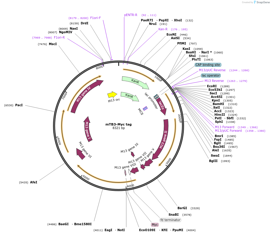 210205-plasmid-map-sequence-id-415799