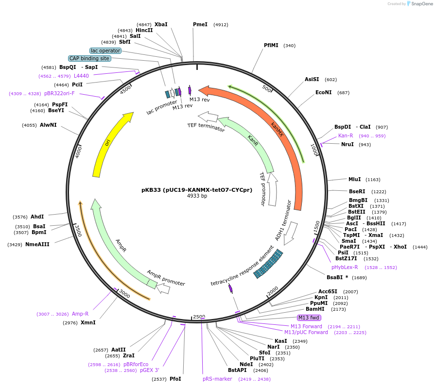 210472-plasmid-map-sequence-id-415809