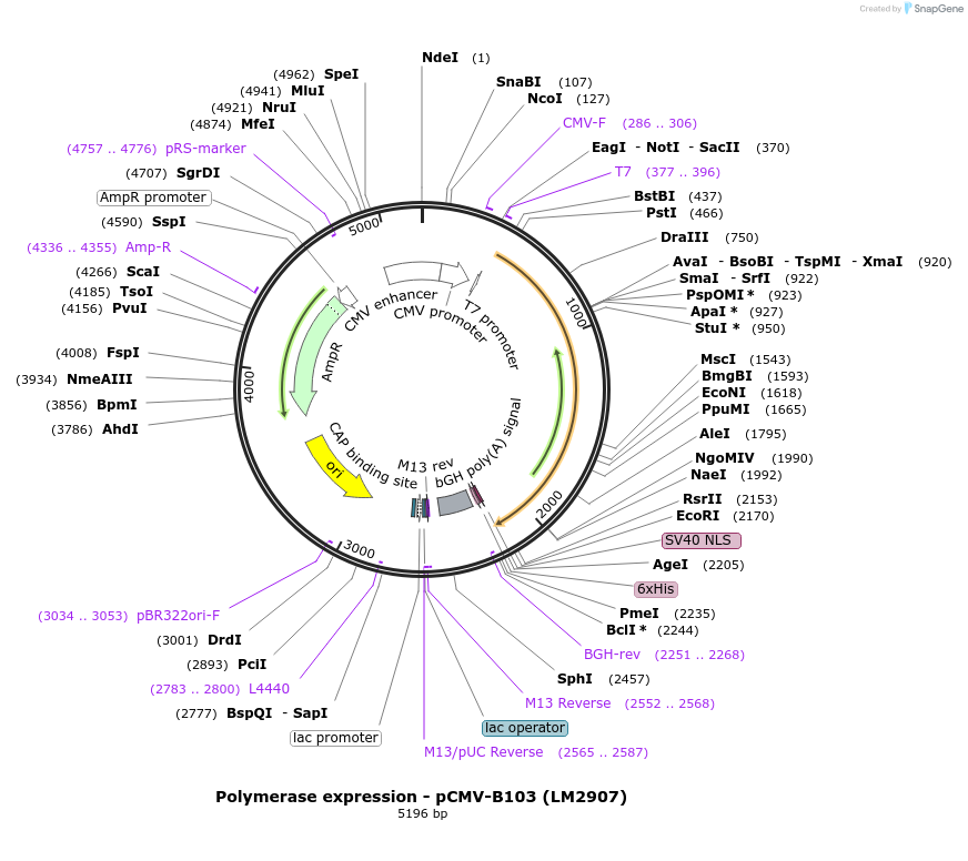 208968-plasmid-map-sequence-id-415815