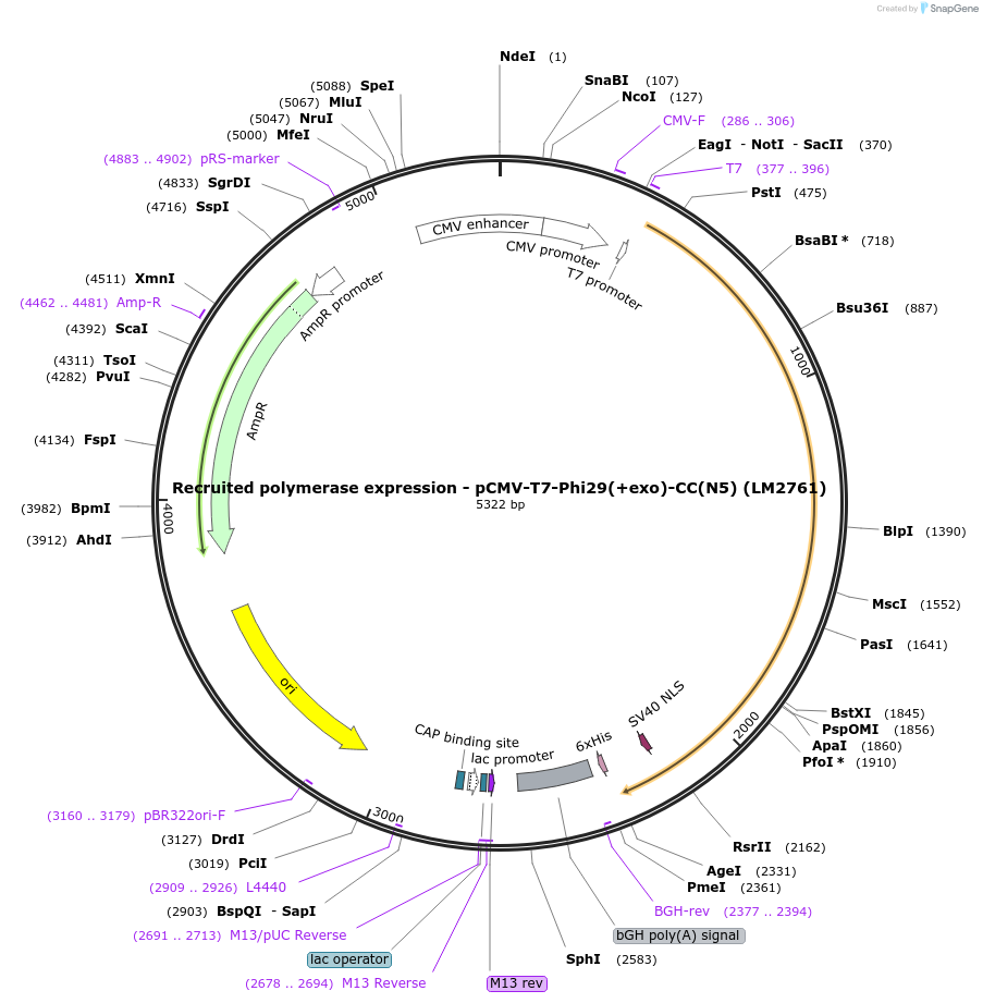 208970-plasmid-map-sequence-id-415821