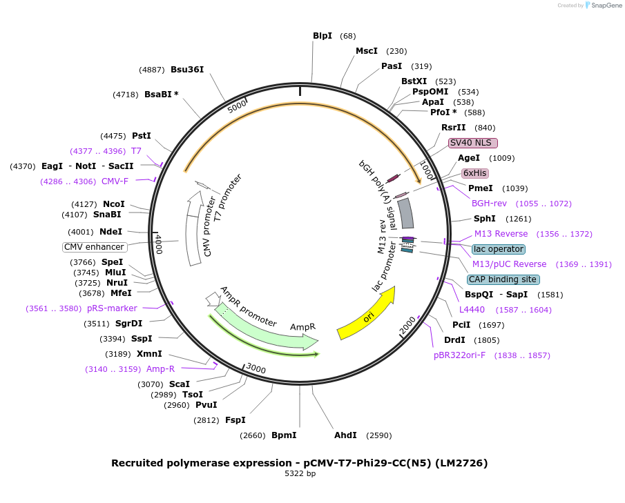 208971-plasmid-map-sequence-id-415826