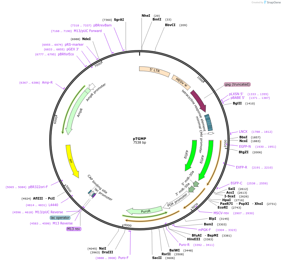32716-plasmid-map-sequence-id-41583