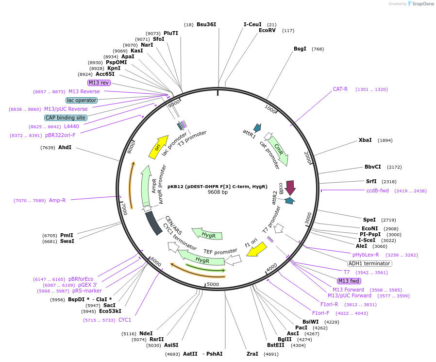 210486-plasmid-map-sequence-id-415832